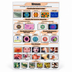 Viruses Chart